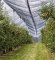 Digitalna tehnologija - prečica do optimalne proizvodnje jabuke