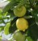 VIDEO SAVETI: Limun možete gajiti i na terasi