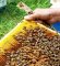 Šta sprečava razvoj organskog pčelarstva