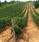 Pravo leto tokom avgusta - spas za vinograde!