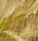 Raž: Odlična zamena za pšenicu u sušnim periodima
