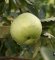 Džepni agronom: Uz aplikaciju MapMyApple do odličnog roda jabuke!